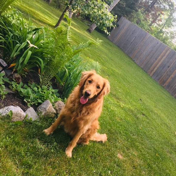 Meet your Posher, Ava - Picture 1 of 1